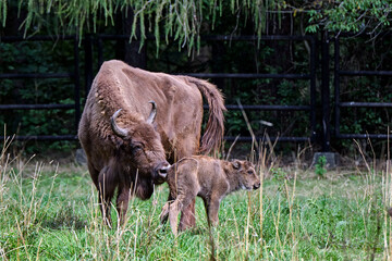 Wisent oder Europäische Bison ( Bos bonasus ) mit frisch geworfenen Kalb.
