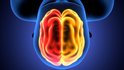 3d render of human body organ brain anatomy.