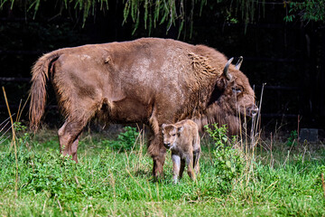 Fototapeta premium Wisent oder Europäische Bison ( Bos bonasus ) mit frisch geworfenen Kalb.