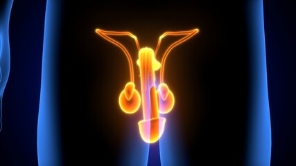 3d render of male reproductive system anatomy . © microscience