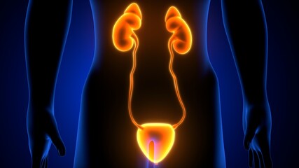 3d render of human urinary system kidneys with bladder anatomy