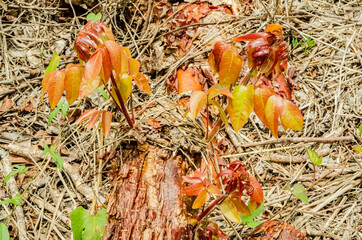 Young Branches Of Buchwood Trunk