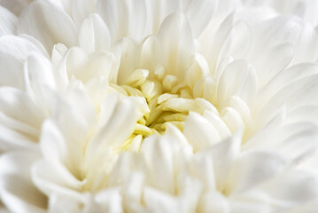 White chrysanthemum grandessa close up in dew drops