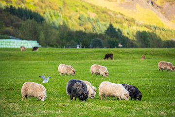 Fototapeta premium Farm in Skogar, Iceland