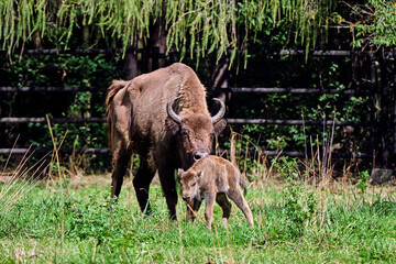 Wisent oder Europäische Bison ( Bos bonasus ) mit frisch geworfenen Kalb.