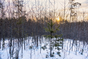 Young Pines and birches in the winter forest at sunrise