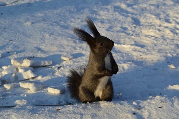 squirrel in the snow