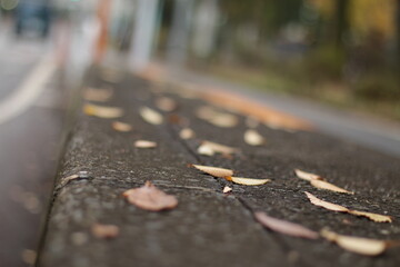 道に並ぶ冬の落葉