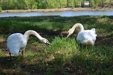 swans on the river
