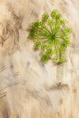 Dill on the grey wood textured background, fresh vegetables, summer in the garden.