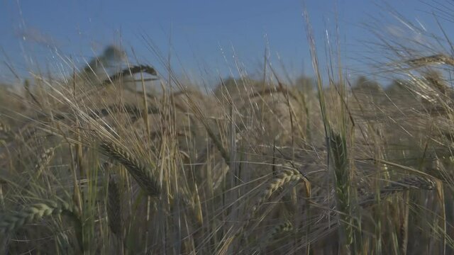 Close Up Of Grain Agricultural Crop Field On A Sunny Summer Day
