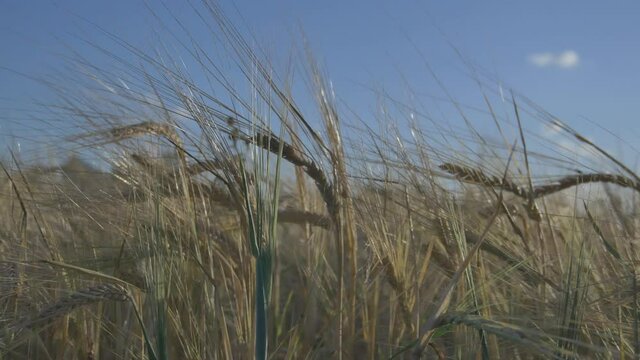 Close Up Of Grain Agricultural Crop Field.