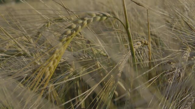 Extreme Close Up Of Grain Agricultural Crop Field.
