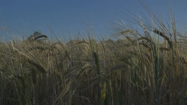 Grain Agricultural Crop Field On A Sunny Summer Day