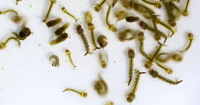 Macro video of mosquito larvae and other larvae