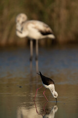 The black-winged stilt also called as common stilt is a widely distributed very long-legged wader