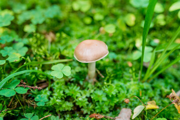 Close-up of a wild mushroom Cortinarius caperatus on a green background. The season for picking edible mushrooms in the forest
