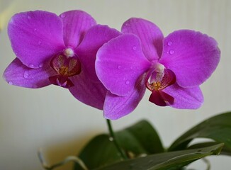 pink orchid flower