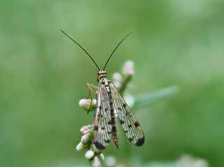 Gemeine Skorpionsfliege (Panorpa communis)