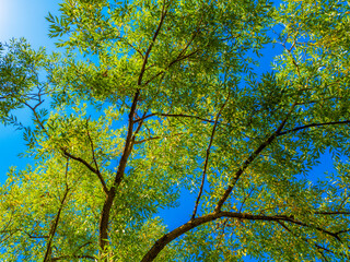 Full frame view of green foliage againsta blue sky