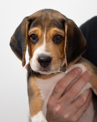 Cute beagle puppy sad eyes