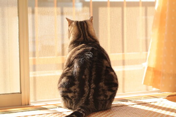 何かを見つけ外を見つめる猫の後ろ姿