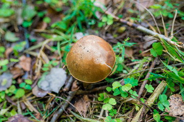 Close-up top view of forest mushrooms Xerocomus or Boletus on green background . Autumn season for picking edible mushrooms