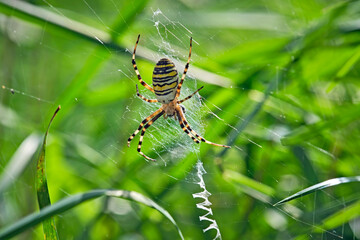 Wespenspinne ( Argiope bruennichi ).