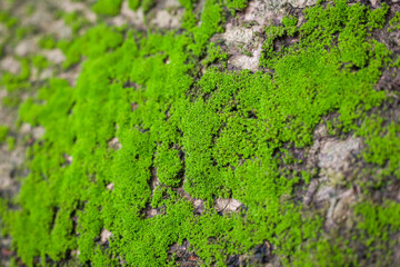 green Mos on old tree .