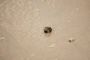 Hermit  crab on sand beach.