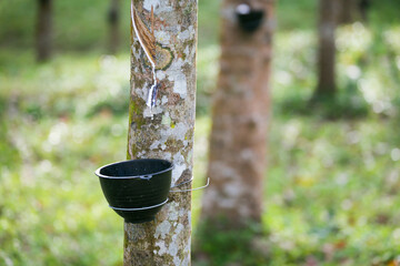 Tapping latex from a rubber tree. Thailand
