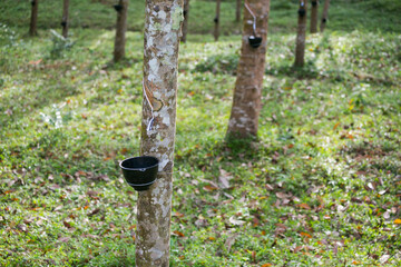 Tapping latex from a rubber tree. Thailand