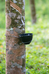 Tapping latex from a rubber tree. Thailand