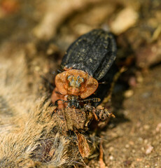 carrion beetle (Oiceoptoma thoracicum) feeding on some dead animal