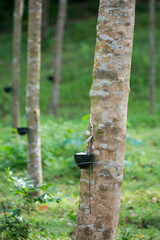 Tapping latex from a rubber tree. Thailand