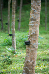 Tapping latex from a rubber tree. Thailand