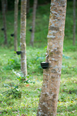Tapping latex from a rubber tree. Thailand