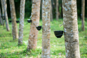 Tapping latex from a rubber tree. Thailand