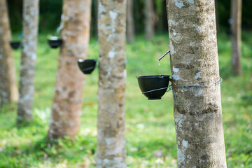 Tapping latex from a rubber tree. Thailand