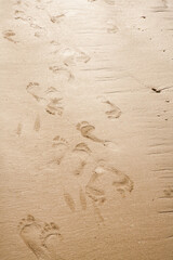 footprints on the beach sand.