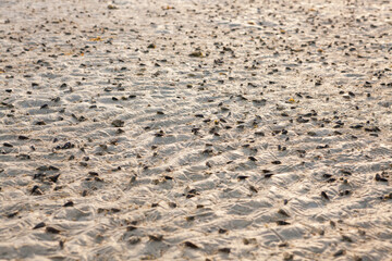 sand texture,beach sand.