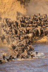 The wildebeest are also called as Gnu, these are even-hooved (ungulate) mammal