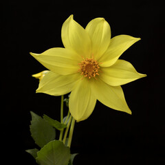 Obraz premium yellow dahlia on black background
