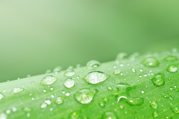 rainy season, water drops on green leaf, purity nature background