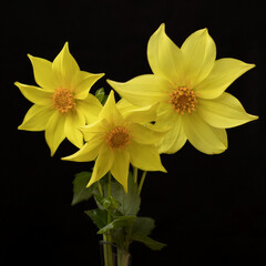 Fototapeta premium yellow dahlia on black background