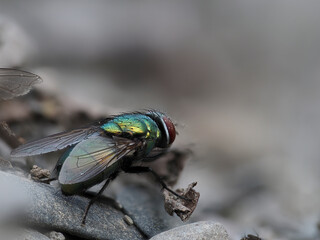 Schmeißfliegen (Calliphoridae)