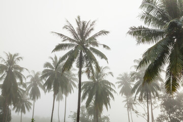 Fototapeta premium countryside with fog in morning.