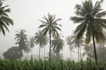 Obraz premium countryside with fog in morning.