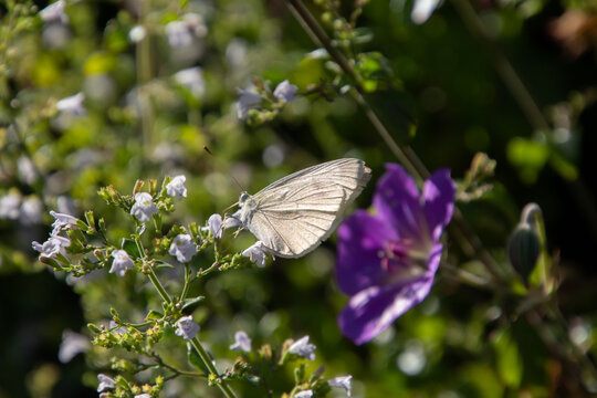 White cabbage butterfly, also called Pieris rapae or Kleiner Kohlweissling