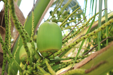 group of young coconut on the tree